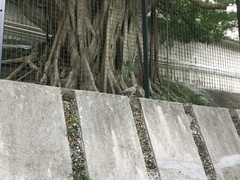 Streptopelia chinensis