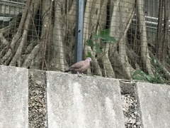 Streptopelia chinensis