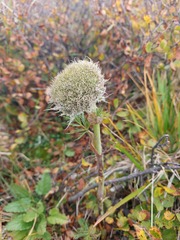 Sajanella monstrosa