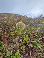 Sajanella monstrosa
