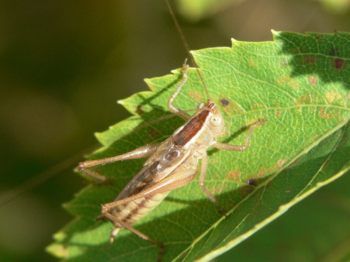 Prairie Meadow Katydid photo 2