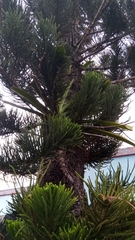 Angraecum longicalcar