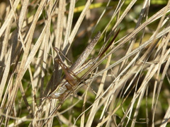 Conocephalus saltans