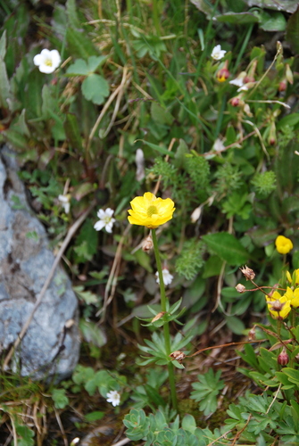 hairy-fruited buttercup (Ranunculus lasiocarpus)