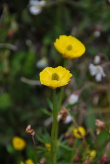 Ranunculus lasiocarpus