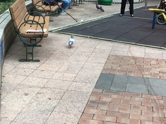 Columba livia domestica