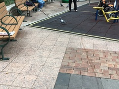 Columba livia domestica