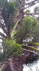 Angraecum longicalcar