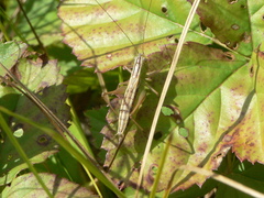 Conocephalus saltans