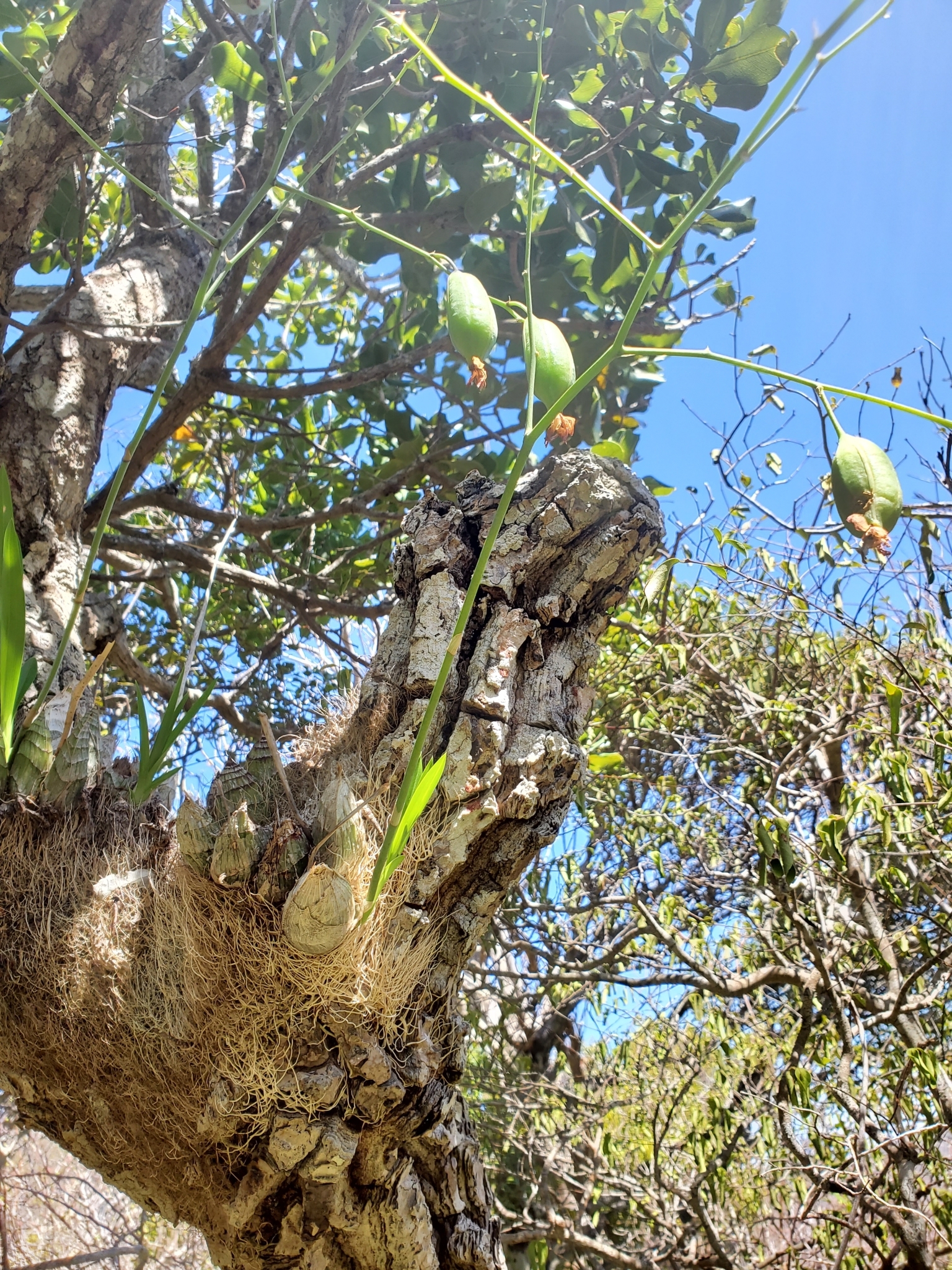 Imagem de Orquídea-bambu