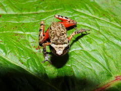 Eleutherodactylus jaliscoensis