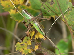 Conocephalus saltans