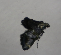 Arescoptera haplocala