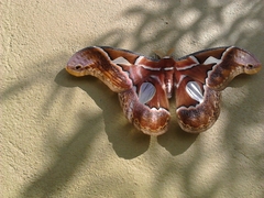 Rothschildia aricia