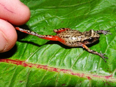Eleutherodactylus jaliscoensis