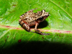 Eleutherodactylus jaliscoensis