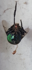Ornidia