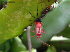 Leptoglossus lineosus