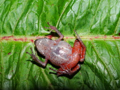 Eleutherodactylus jaliscoensis