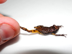 Eleutherodactylus jaliscoensis