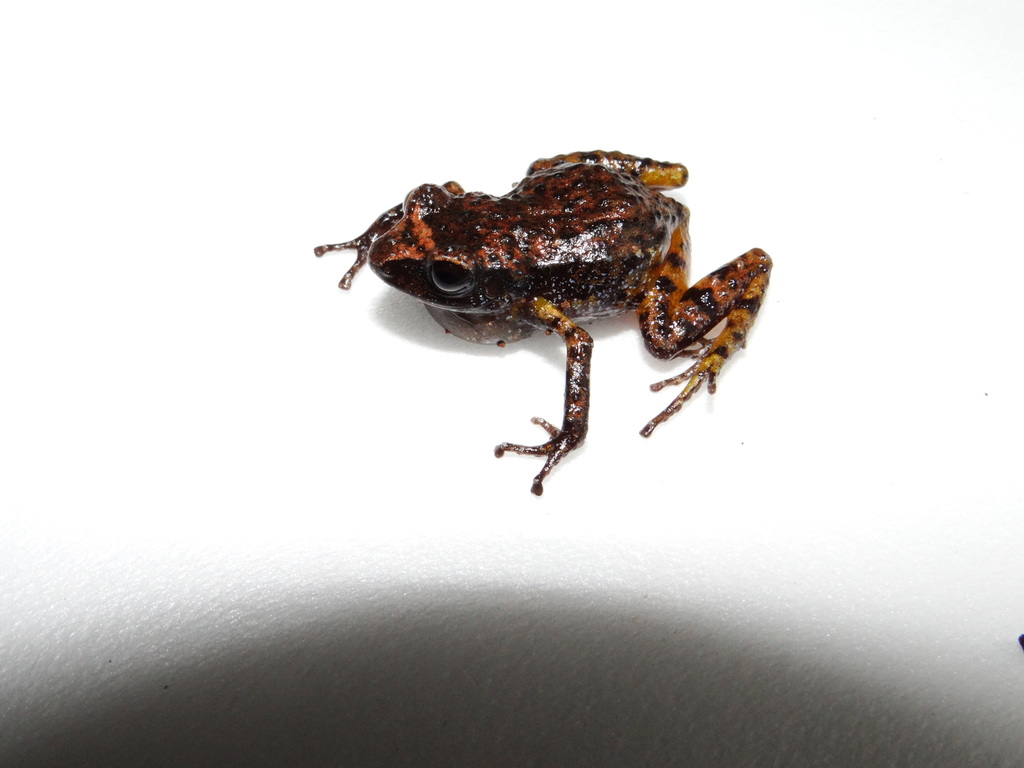 Jalisco Trilling Frog (Eleutherodactylus jaliscoensis)