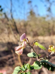 Ormocarpum bernierianum