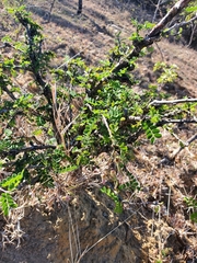 Ormocarpum bernierianum