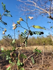 Ormocarpum bernierianum