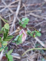 Ormocarpum bernierianum