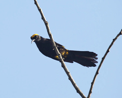 Icterus cayanensis chrysocephalus