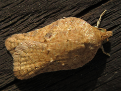 Acleris affinatana