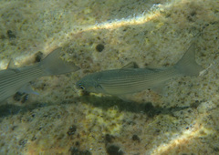 Chelon auratus