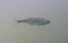 Alburnus albidus