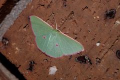 Chlorocoma cadmaria
