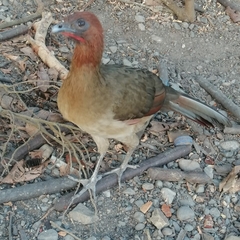 Ortalis erythroptera