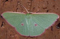 Chlorocoma cadmaria