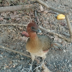 Ortalis erythroptera