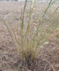Austrostipa bigeniculata