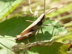 Chloealtis conspersa