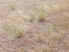 Austrostipa bigeniculata