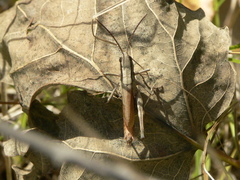 Chloealtis conspersa