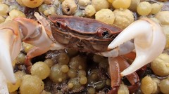 Cyclograpsus audouinii