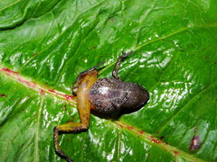 Eleutherodactylus jaliscoensis