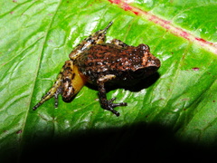 Eleutherodactylus jaliscoensis
