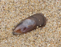 Brachidontes rostratus
