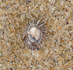 Siphonaria funiculata