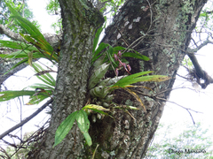 Catasetum laminatum
