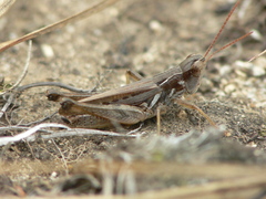 Orphulella speciosa