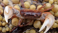 Cyclograpsus audouinii