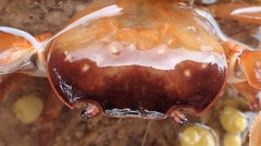 Cyclograpsus audouinii